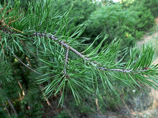 {Pinus virginiana}
